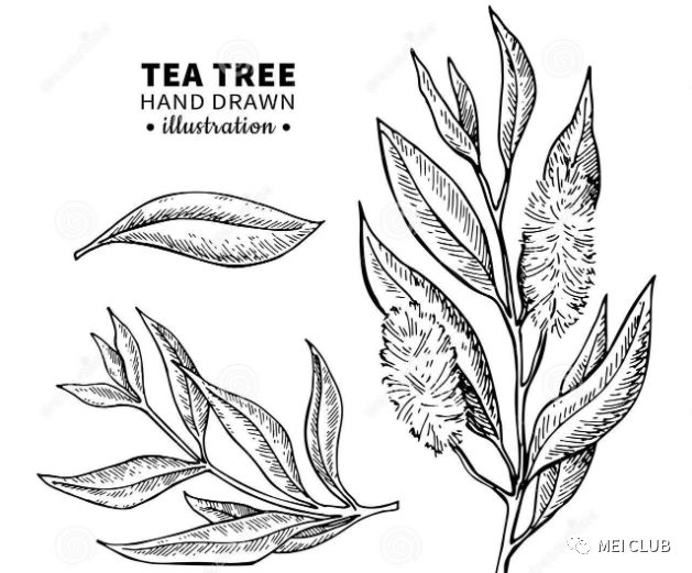 精油抑菌 | 告诉你最齐全的茶树精油功效研究